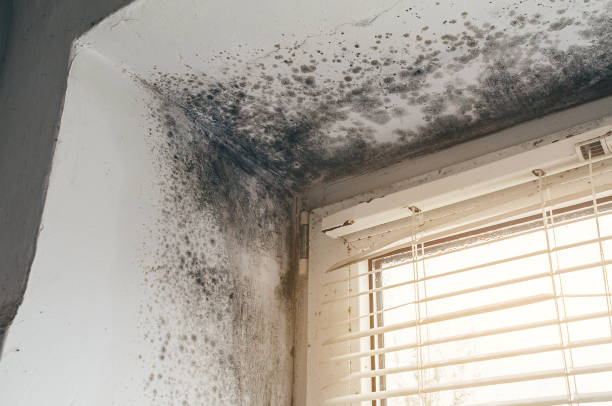 Trusted Mold Inspection service in Mount Freedom, NJ - Cheap Mold Removal
